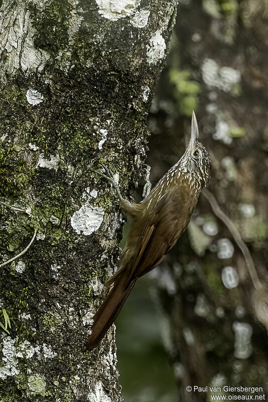 Straight-billed Woodcreeperadult