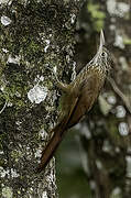 Straight-billed Woodcreeper