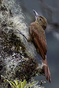 Tyrannine Woodcreeper