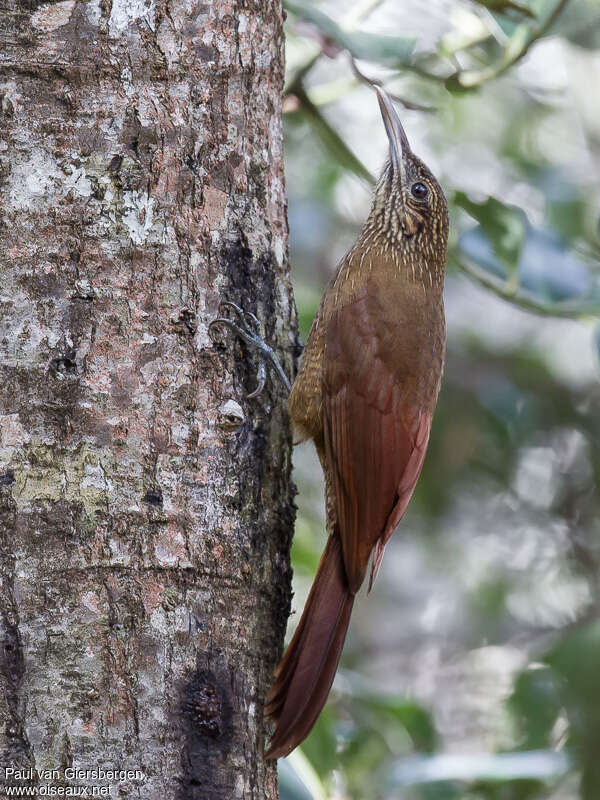 Black-banded Woodcreeperadult, identification