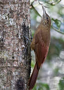 Black-banded Woodcreeper