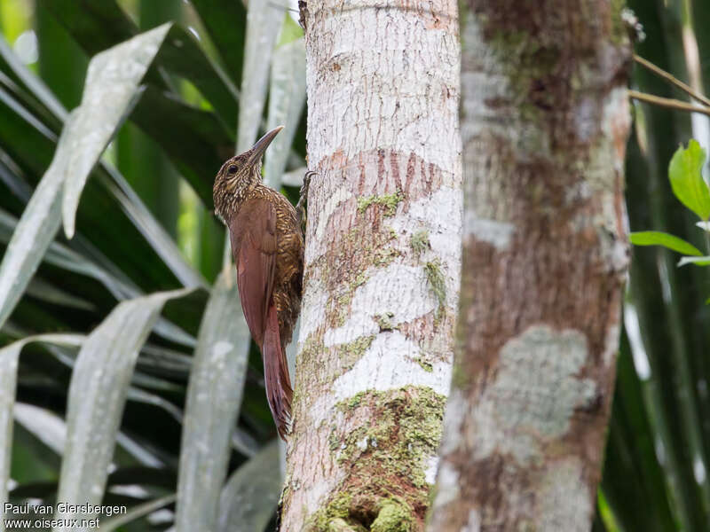 Black-banded Woodcreeperadult, identification