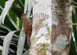 Black-banded Woodcreeper