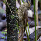 Grimpar vermiculé
