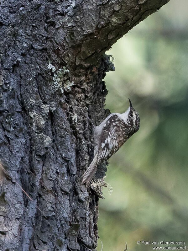 Brown Creeper