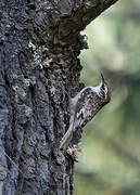 Brown Creeper