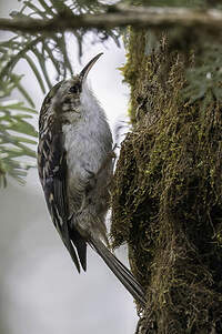 Grimpereau de Hodgson