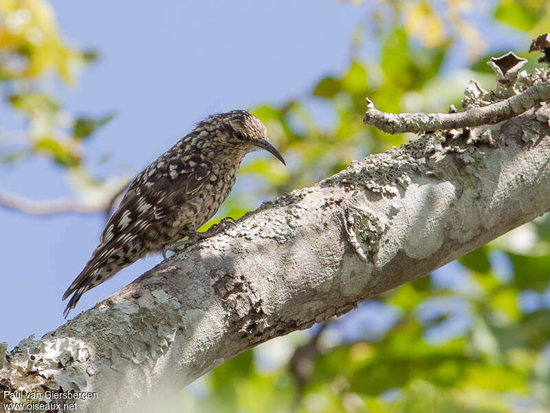 African Spotted Creeperadult, identification