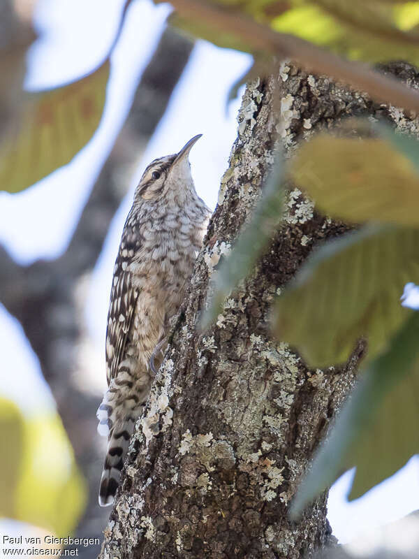 African Spotted Creeperadult, Behaviour