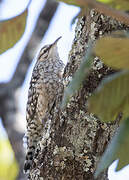 African Spotted Creeper