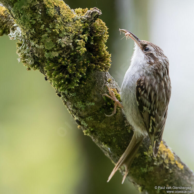 Short-toed Treecreeperadult