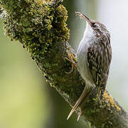 Short-toed Treecreeper