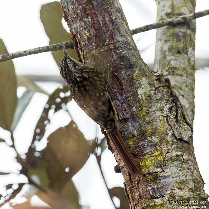 Sikkim Treecreeper