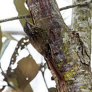 Sikkim Treecreeper