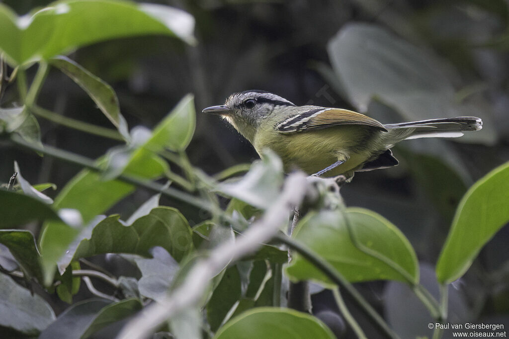 Rufous-margined Antwren