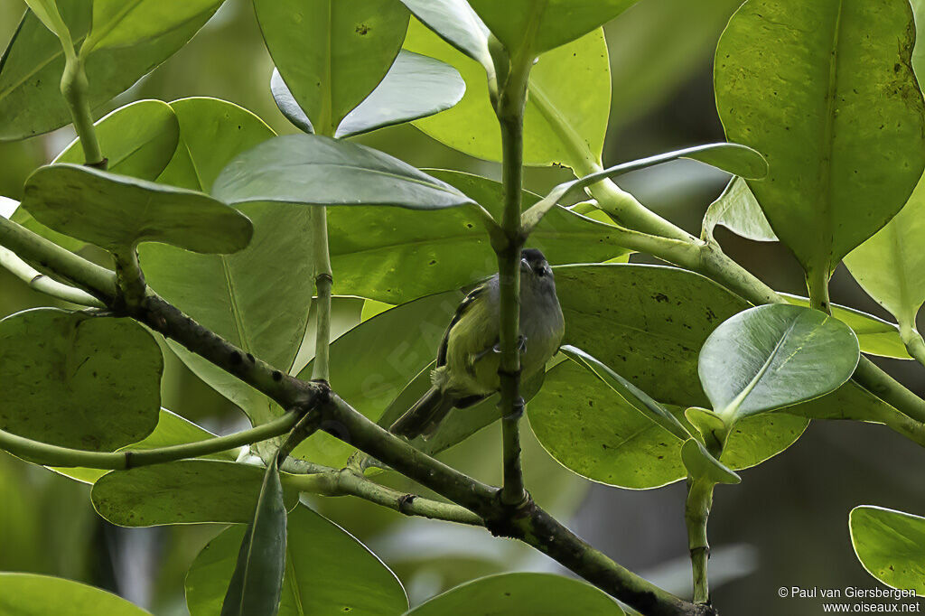 Rufous-rumped Antwrenadult