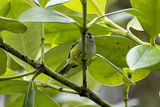 Grisin à croupion roux