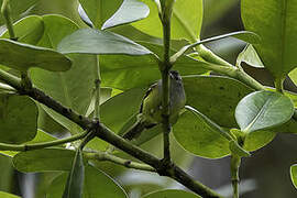 Rufous-rumped Antwren