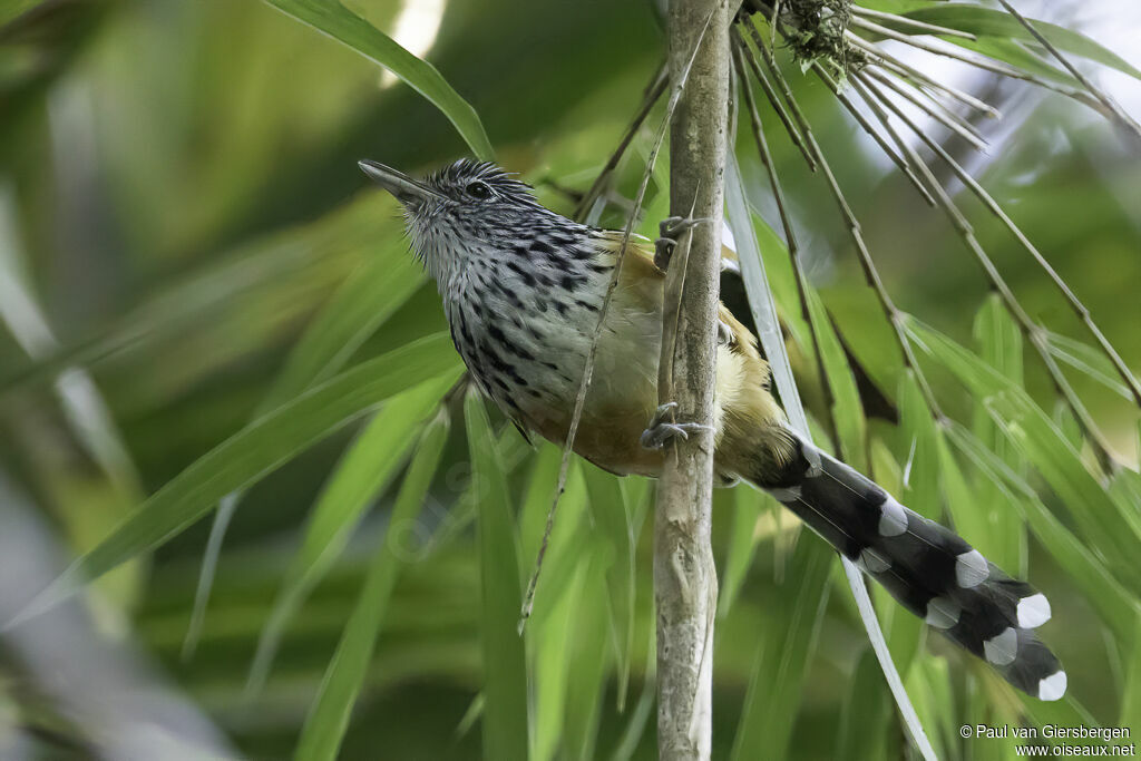 East Andean Antbirdadult