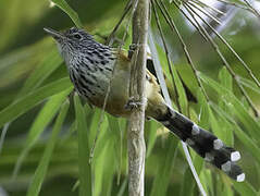 East Andean Antbird