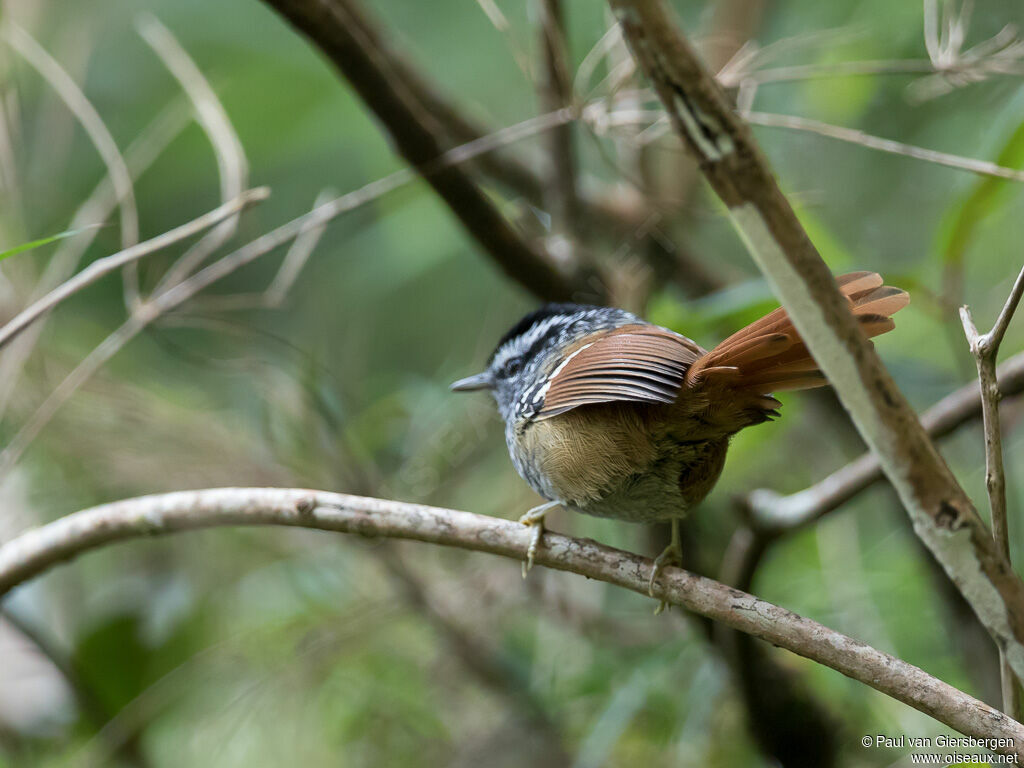 Rufous-tailed Antbird