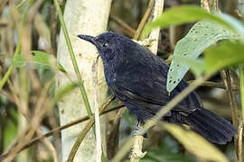 Riparian Antbird