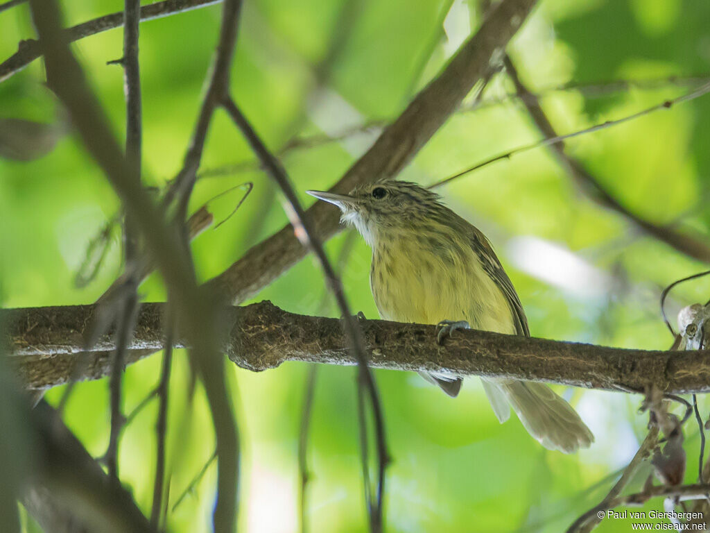 Streak-capped Antwren