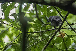 Grey Antbird