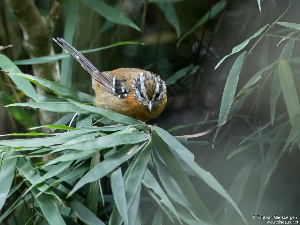 Bertoni's Antbird