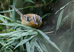 Bertoni's Antbird