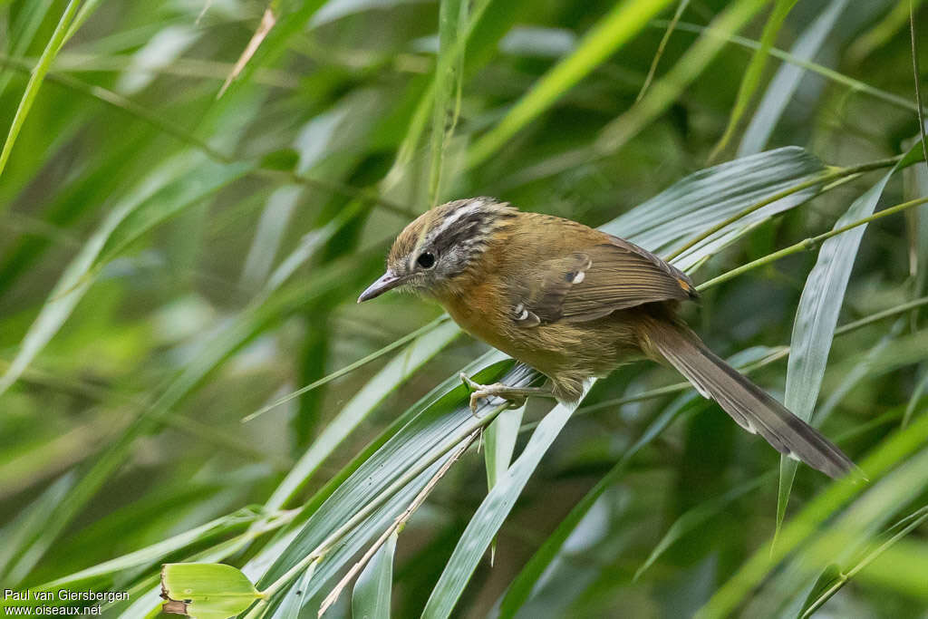 Bertoni's Antbird female adult, identification