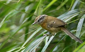 Bertoni's Antbird