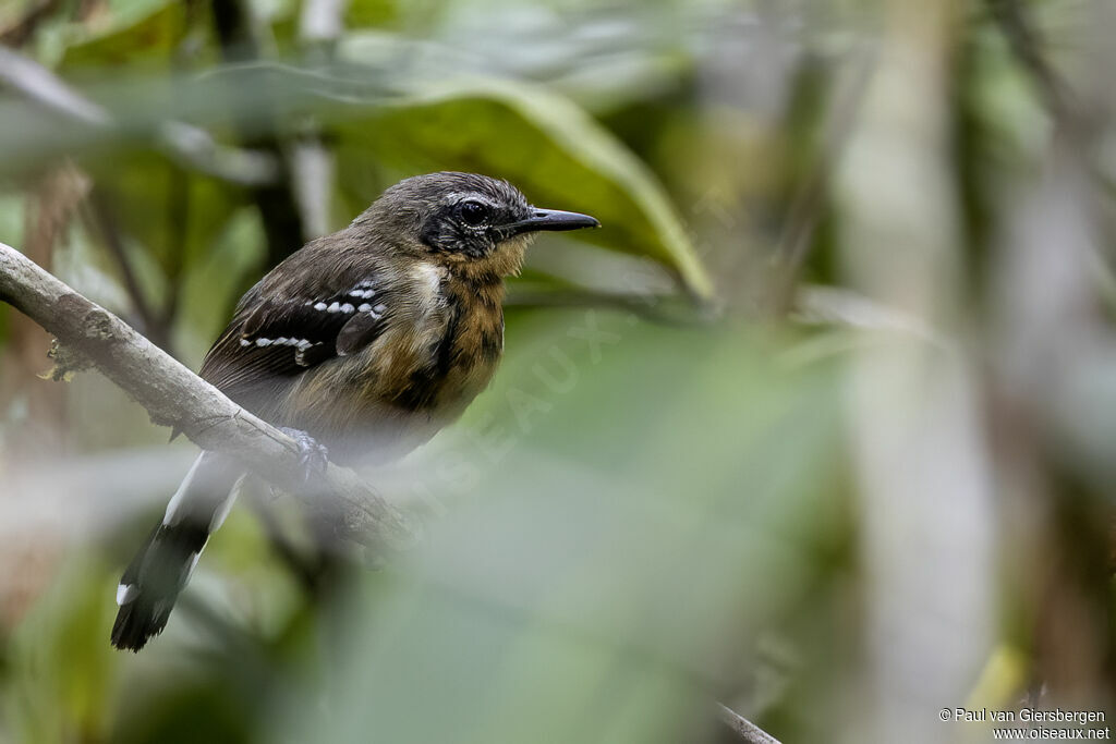Southern White-fringed Antwren female adult