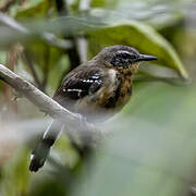 Southern White-fringed Antwren