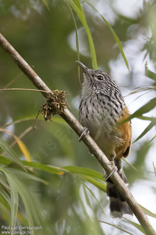 Streak-headed Antbird male adult, close-up portrait