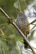 Streak-headed Antbird