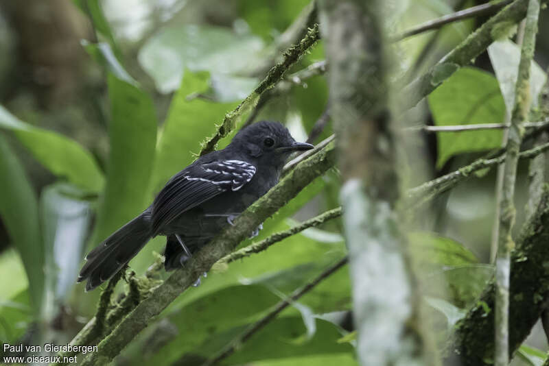 Parker's Antbird male adult, identification