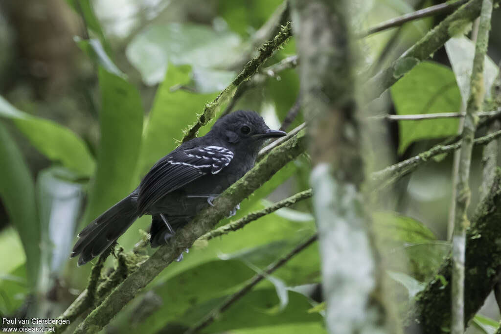 Parker's Antbird male adult, identification