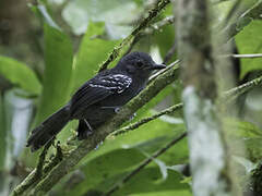 Parker's Antbird