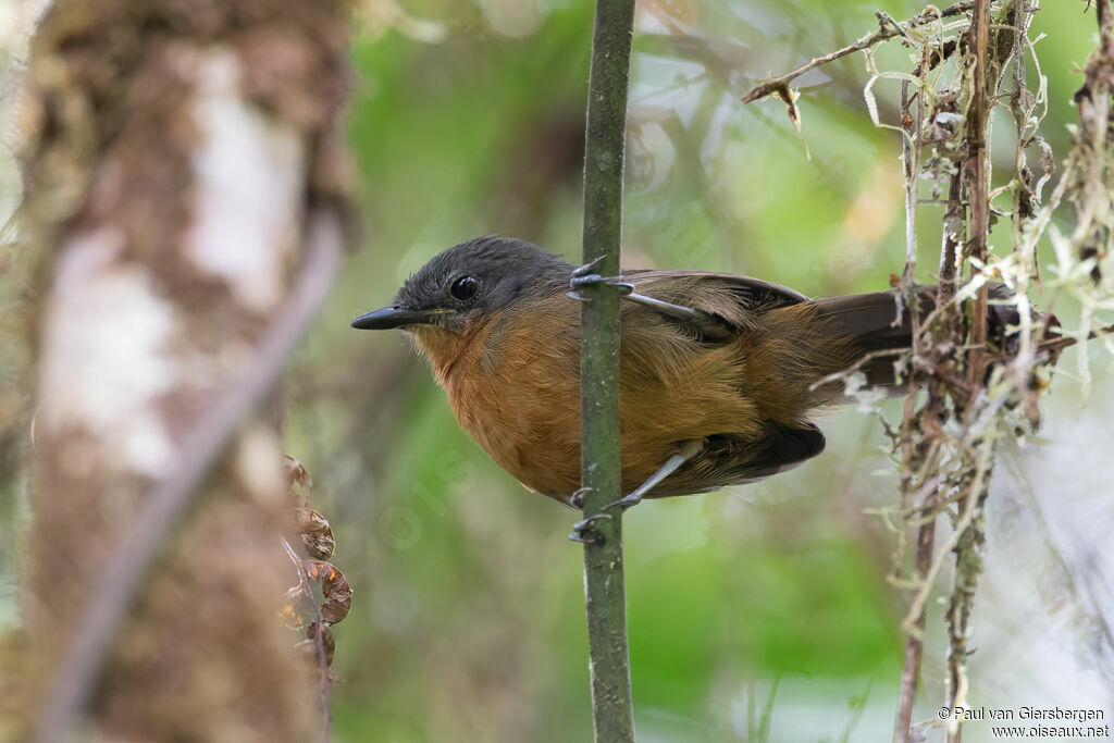 Parker's Antbird female adult