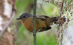 Parker's Antbird