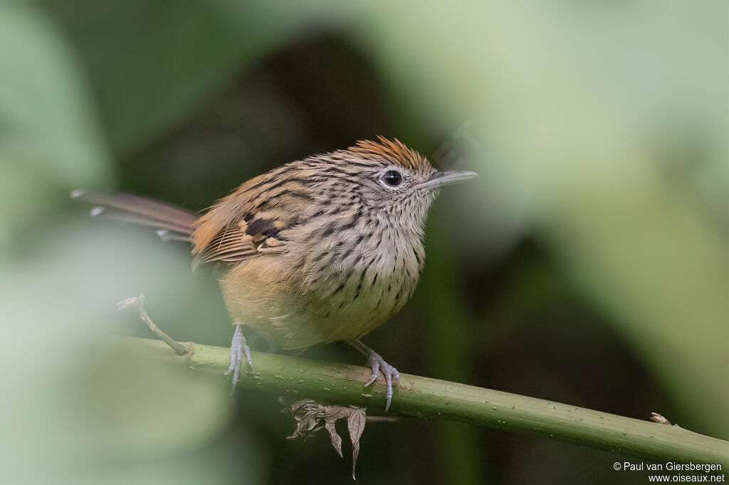 Santa Marta Antbird female adult