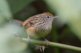 Santa Marta Antbird