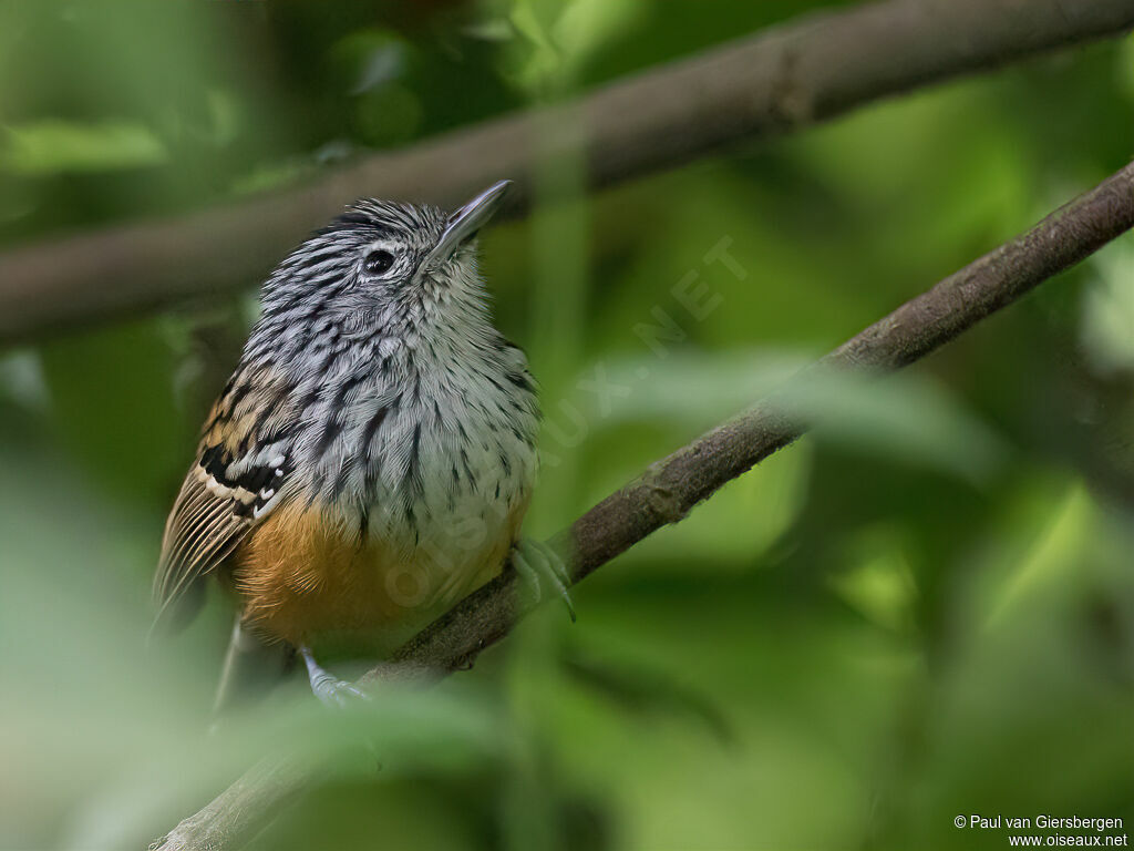 Santa Marta Antbird male adult