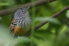 Santa Marta Antbird