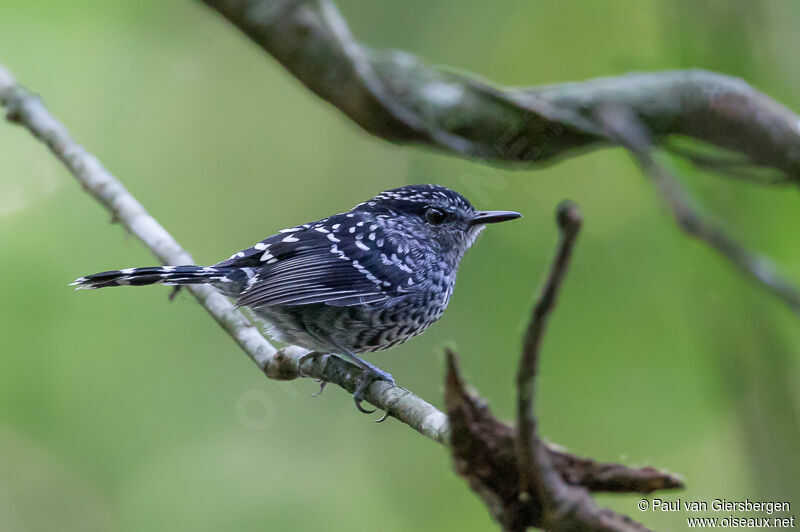 Scaled Antbird