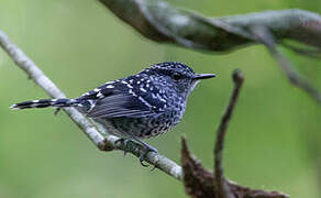 Scaled Antbird