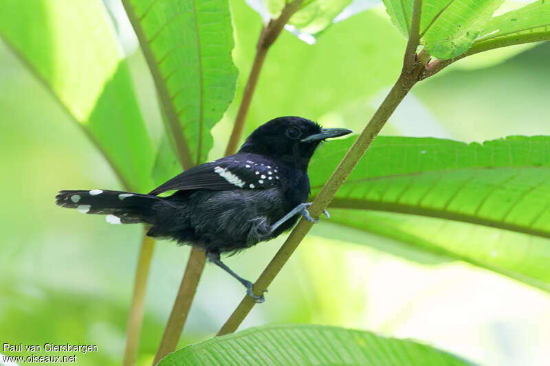 Dot-winged Antwren male adult, identification