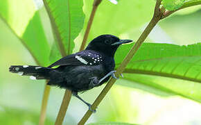 Dot-winged Antwren