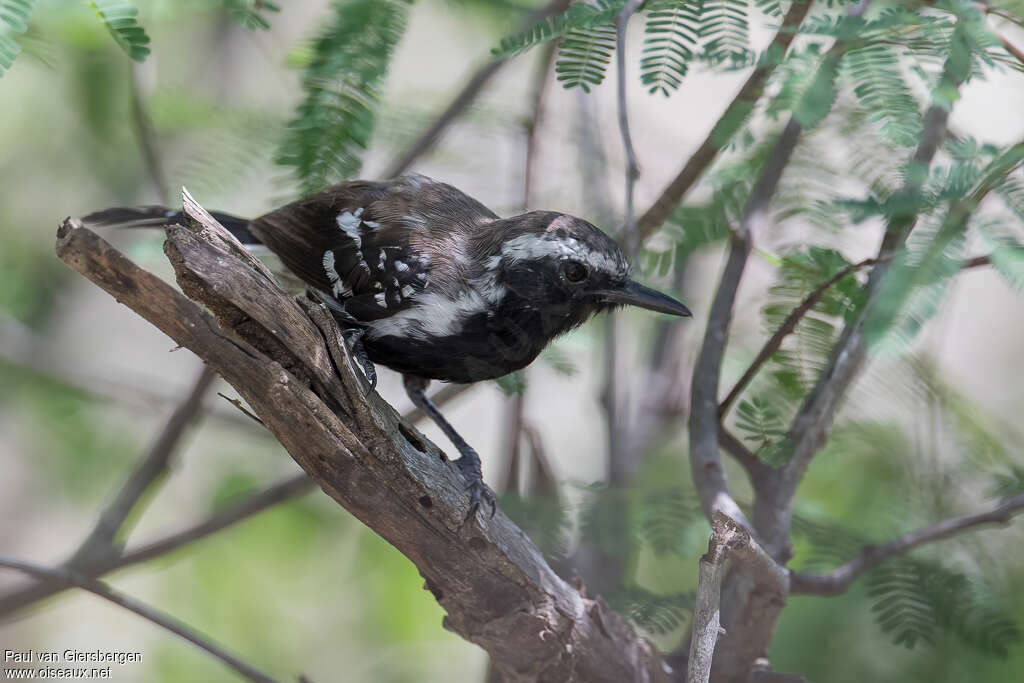 Northern White-fringed Antwren male adult, identification